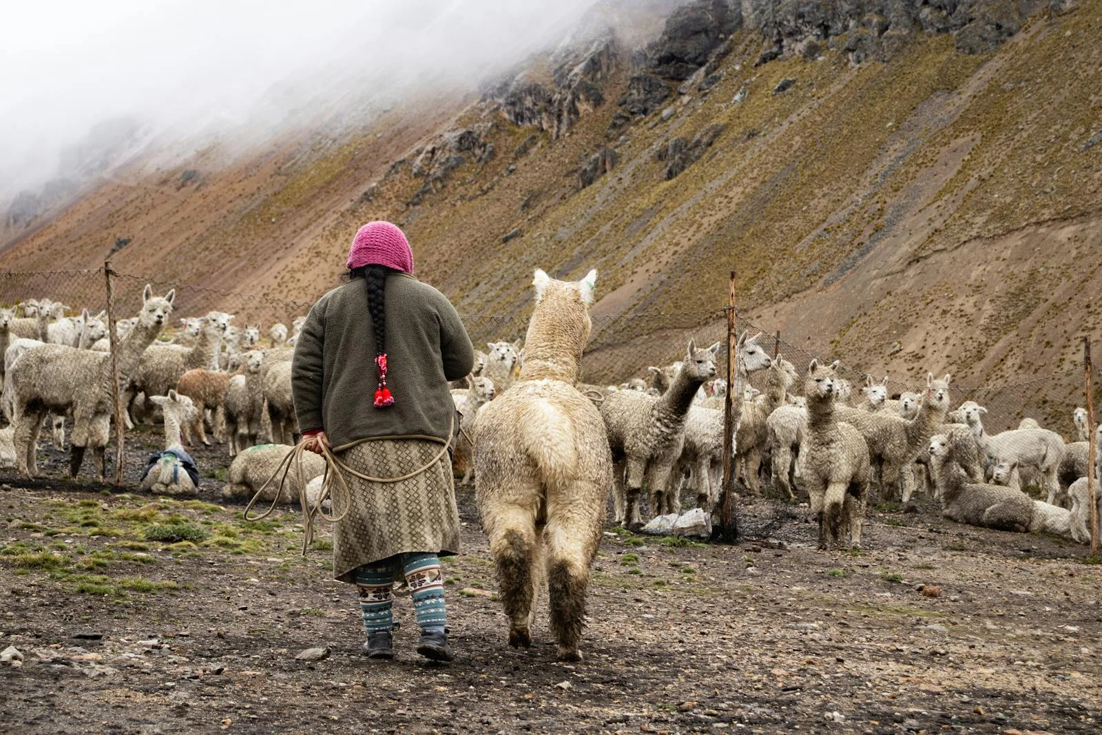 alpaca