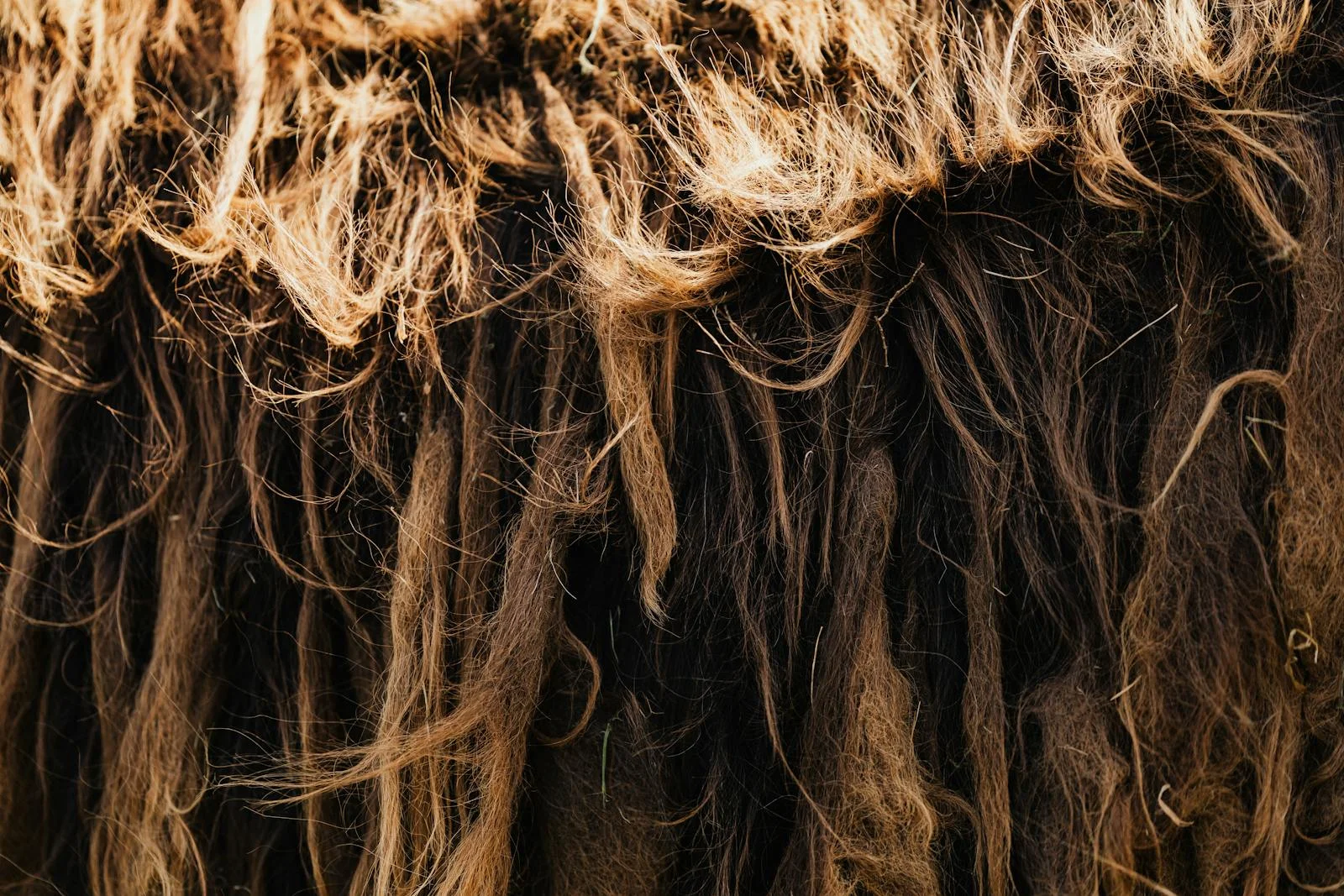 alpaca